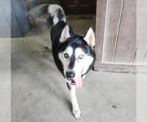 Siberian Husky Dogs for adoption in San Antonio, TX, USA