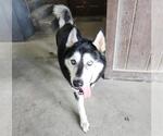 KOBE - Male Siberian Husky Dog for Adoption - Small photo