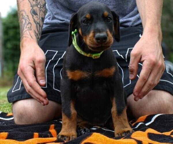 Medium Photo #4 Doberman Pinscher Puppy For Sale in FRANKLIN, PA, USA