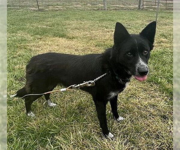 Medium Photo #3 Border Collie Puppy For Sale in Highland, IL, USA