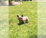 Small Photo #26 French Bulldog Puppy For Sale in WHITTIER, CA, USA