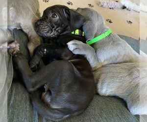 Neapolitan Mastiff Puppy for sale in KENNESAW, GA, USA