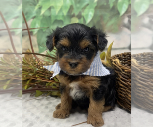 YorkiePoo Puppy for sale in SELLERSBURG, IN, USA