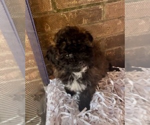 Miniature Australian Shepherd-Poodle (Toy) Mix Puppy for sale in AZLE, TX, USA