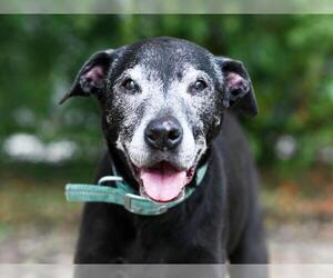 Labrador Retriever-Unknown Mix Dogs for adoption in Tavares, FL, USA