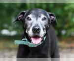 Small Labrador Retriever Mix