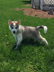 Siberian Husky Puppy for sale in BELVIDERE, IL, USA