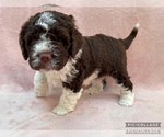 Small #7 Lagotto Romagnolo