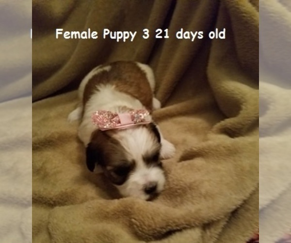 Medium Photo #15 Havanese Puppy For Sale in DREXEL, MO, USA
