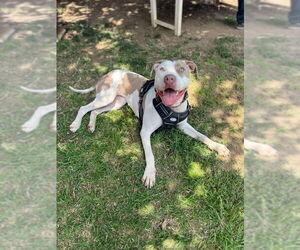 Morgan - Female American Bulldog-American Staffordshire Terrier Mix Dog for Adoption - Photo #4