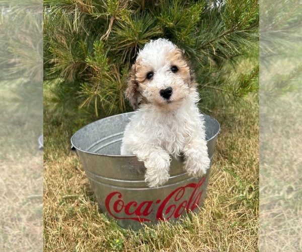 Medium Photo #4 Poodle (Miniature) Puppy For Sale in MIDDLEBURY, IN, USA