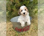 Small Photo #4 Poodle (Miniature) Puppy For Sale in MIDDLEBURY, IN, USA