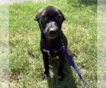 Small #1 Mutt