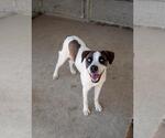 Small Mutt
