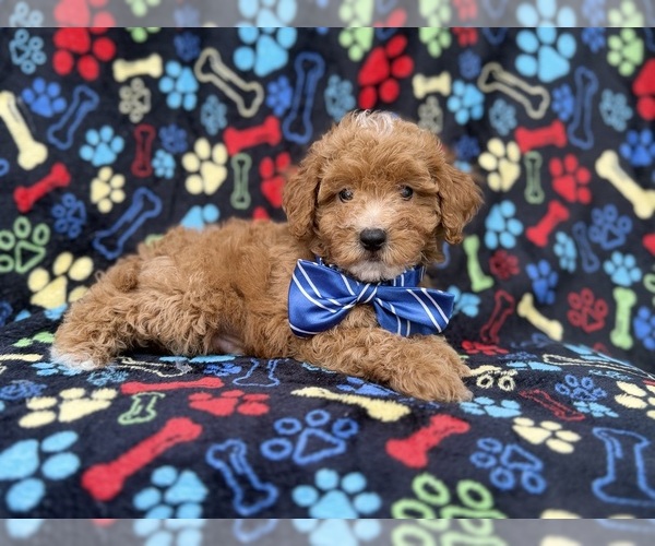 Medium Photo #6 Cavapoo (Miniature) Puppy For Sale in LAKELAND, FL, USA