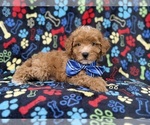 Artie - Male Cavapoo (Miniature) Puppy for Sale - Photo #6