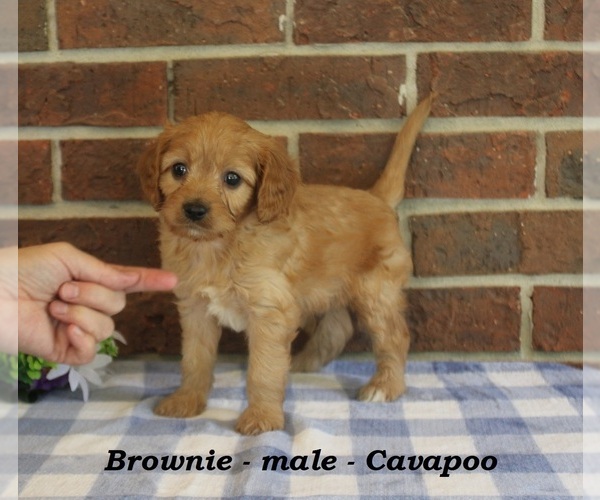 Medium Photo #1 Cavapoo (Miniature) Puppy For Sale in CLARKRANGE, TN, USA