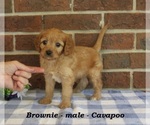 Image preview for Ad Listing. Nickname: Brownie