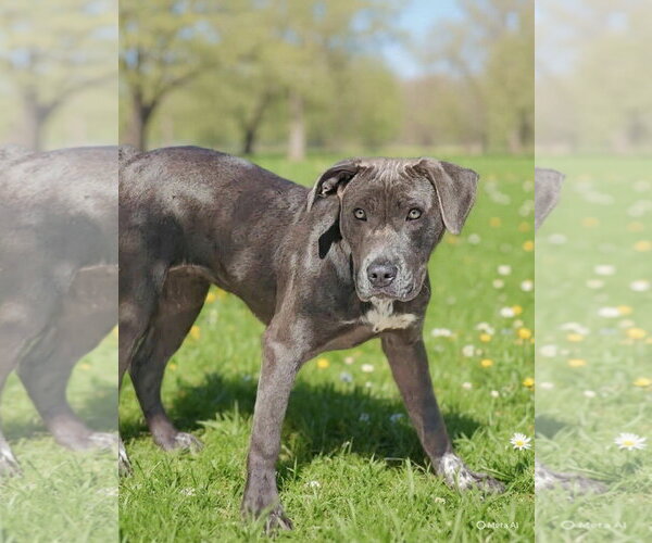 Medium Photo #8 Pointer-Unknown Mix Puppy For Sale in Talladega, AL, USA