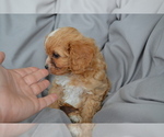 Small Photo #16 Cavapoo Puppy For Sale in GREENWOOD, WI, USA