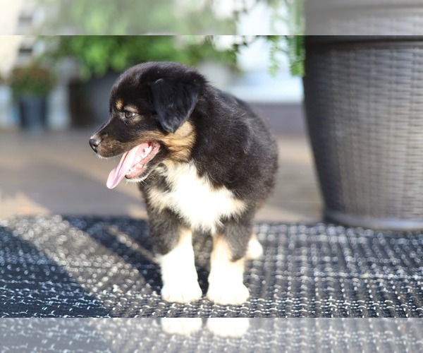 Medium Photo #4 Miniature American Shepherd Puppy For Sale in DAWSON, GA, USA