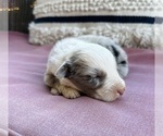 Small Photo #6 Miniature Australian Shepherd Puppy For Sale in ADAIRSVILLE, GA, USA