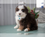 Puppy Sammie Australian Shepherd