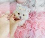 Small #3 Pomeranian