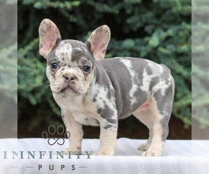 French Bulldog Puppy for sale in EAST EARL, PA, USA