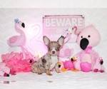 Small #4 Chihuahua