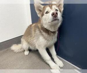 Siberian Husky Dogs for adoption in HESPERIA, CA, USA