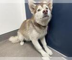 KODIAK - Male Siberian Husky Dog for Adoption - Small photo