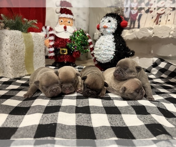 Medium Photo #1 French Bulldog Puppy For Sale in SACRAMENTO, CA, USA
