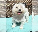 Small #4 Maltese