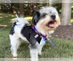 Small #3 Shih Tzu