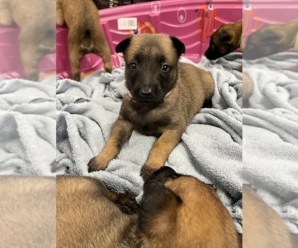 Medium Photo #152 Belgian Malinois Puppy For Sale in REESEVILLE, WI, USA