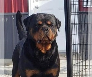 Father of the Rottweiler puppies born on 01/01/2021