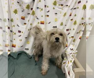 Poodle (Toy) Dogs for adoption in Modesto, CA, USA