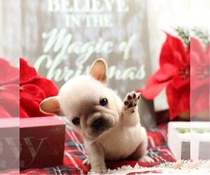 French Bulldog Puppy for sale in SUNSET ISLAND, FL, USA