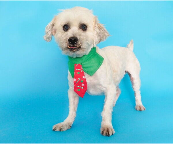 Medium Photo #6 Shih Apso Puppy For Sale in phoenix, AZ, USA