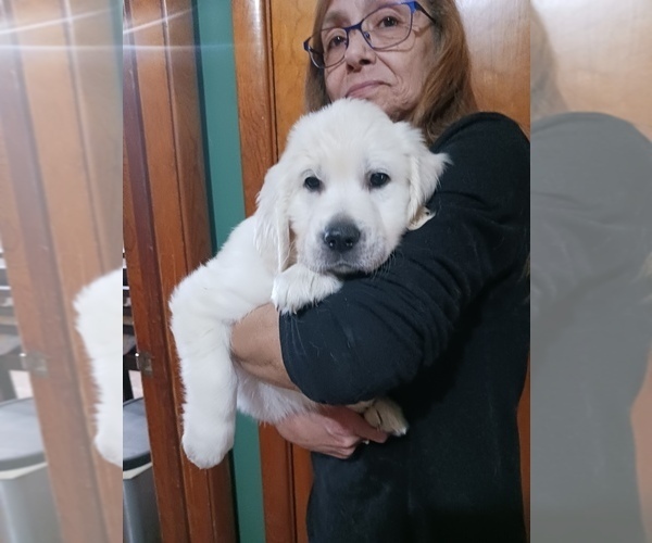 Medium Photo #18 English Cream Golden Retriever Puppy For Sale in NORTHWOOD, OH, USA