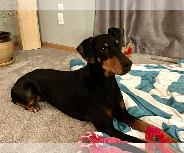 Medium Photo #1 Doberman Pinscher Puppy For Sale in Minneaoplis, MN, USA