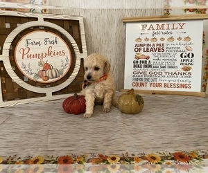 Poodle (Toy) Puppy for sale in WINSTON SALEM, NC, USA