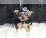 Small #1 Morkie