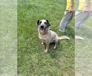 Oakley - Female Mutt Dog for Adoption - Photo #2