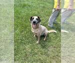 Small #1 Mutt
