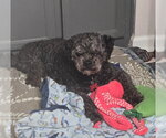 Small Photo #6 Poodle (Miniature) Puppy For Sale in San Diego, CA, USA