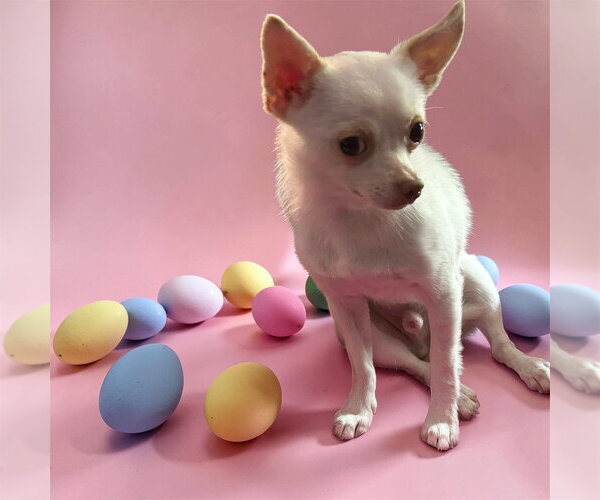 Medium Photo #7 Chihuahua-Unknown Mix Puppy For Sale in Bellingham, WA, USA