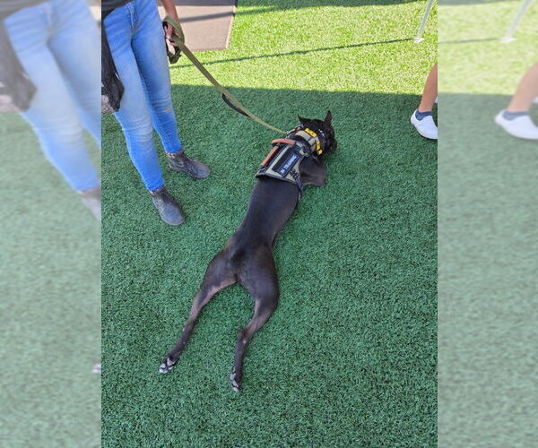 Medium Photo #2 Labrador Retriever-Unknown Mix Puppy For Sale in San Diego, CA, USA