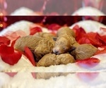 Small Photo #12 Goldendoodle (Miniature) Puppy For Sale in HALTOM CITY, TX, USA